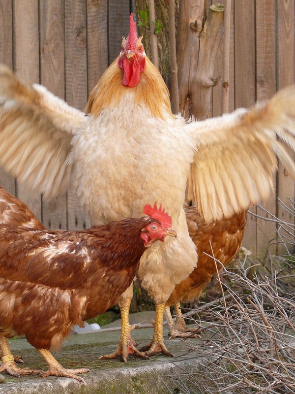 Pourquoi ma poule perd ses plumes